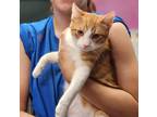 Adopt Eeyore a Orange or Red Domestic Shorthair / Domestic Shorthair / Mixed cat