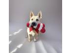 Adopt Candace a White German Shepherd Dog / Mixed dog in Cumming, GA (37473303)