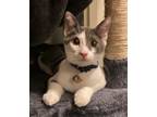 Adopt Happy a Gray or Blue (Mostly) Domestic Shorthair (short coat) cat in