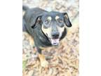 Adopt Abby a Black - with Tan, Yellow or Fawn Mutt / Mixed dog in Fort White
