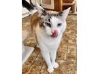 Adopt Anya a Domestic Shorthair / Mixed (short coat) cat in Aberdeen