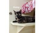 Adopt Rainy a All Black Domestic Shorthair / Domestic Shorthair / Mixed cat in