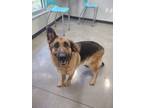 Adopt Molly a Black German Shepherd Dog / Mixed dog in Wichita Falls