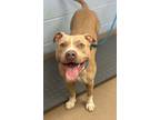 Adopt Cain a Tan/Yellow/Fawn Mixed Breed (Large) / Mixed dog in Chamblee
