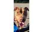 Adopt Sophie a Brown/Chocolate American Pit Bull Terrier / Mixed dog in Baton
