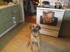 Adopt DECLAN a Red/Golden/Orange/Chestnut German Shepherd Dog / Labrador
