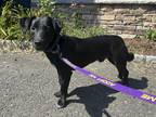 Adopt Arlo~meet me! a Black Labrador Retriever / Dachshund / Mixed dog in
