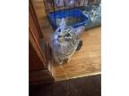 Adopt Jasper a Spotted Tabby/Leopard Spotted Tabby / Mixed cat in Rochester