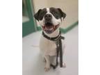 Adopt Tank a White American Pit Bull Terrier / Mixed dog in Springfield