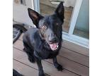Adopt Axel a Black German Shepherd Dog / Mixed dog in Omak, WA (38679121)