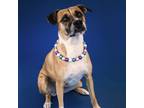 Adopt Piper a Tan/Yellow/Fawn Black Mouth Cur / Mixed dog in Newark