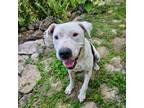 Adopt BB a White - with Tan, Yellow or Fawn American Pit Bull Terrier / Mixed