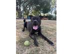 Adopt BENSON a Black Mixed Breed (Large) / Mixed dog in Houston, TX (38577104)