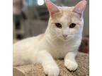 Adopt Amelia a White Domestic Shorthair / Mixed cat in Cumming, GA (38385631)