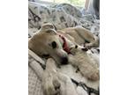 Adopt Gaia a Tan/Yellow/Fawn - with White Great Pyrenees / Anatolian Shepherd /