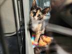 Adopt Eliza Thornberry a Domestic Shorthair / Mixed (short coat) cat in Crocker