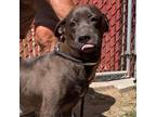Adopt Peggy a Black Labrador Retriever / Mixed dog in Oceanside, NY (38657203)