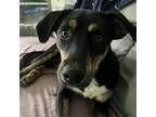 Adopt Emmylou **Off-Site Foster Home** a Black Mixed Breed (Medium) / Mixed dog