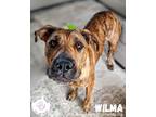 Adopt Wilma a Brown/Chocolate - with Black Plott Hound dog in Carrollton