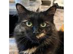 Adopt Fuzzy a All Black Domestic Mediumhair / Mixed cat in Cumming