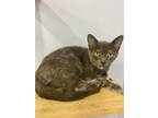 Adopt Nyx a Gray or Blue Domestic Shorthair / Domestic Shorthair / Mixed cat in