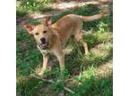 Adopt Nala a Tan/Yellow/Fawn Labrador Retriever / Mixed dog in Tuscaloosa