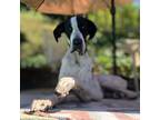 Adopt Bishop a White - with Black Great Dane / Mixed dog in Vail, AZ (38586702)