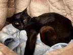 Adopt FOLGERS a All Black Domestic Shorthair / Domestic Shorthair / Mixed cat in