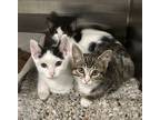 Adopt Tula a Brown Tabby Domestic Shorthair (short coat) cat in Fallbrook