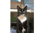 Adopt Aymeric 44876 a All Black Domestic Shorthair / Domestic Shorthair / Mixed