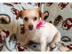 Adopt ANGEL a White - with Tan, Yellow or Fawn Terrier (Unknown Type