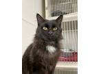 Adopt Jack a All Black Domestic Longhair / Domestic Shorthair / Mixed cat in