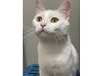 Adopt Jeanette a White Domestic Shorthair / Mixed Breed (Medium) / Mixed (short