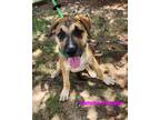 Adopt Jemma a Red/Golden/Orange/Chestnut Black Mouth Cur / Mixed dog in Phenix