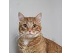 Adopt Oliver (bonded with Chloe) C13390 a Orange or Red Domestic Shorthair /