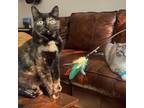 Adopt Chloe (bonded with Oliver) C13389 a Tortoiseshell Domestic Shorthair /