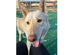 Adopt Nani a Husky / Labrador Retriever / Mixed dog in Warren, MI (38540886)