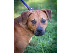 Adopt Moe a Tan/Yellow/Fawn Hound (Unknown Type) / Mixed dog in Greenwood