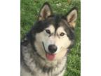 Adopt Arrow a Black - with Gray or Silver Alaskan Malamute / Mixed dog in