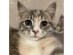 Adopt Ladybug a Calico or Dilute Calico Domestic Shorthair / Mixed cat in Hanna