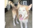 Adopt Daisy a Husky / Mixed dog in Eufaula, OK (38628291)