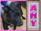 Adopt Amy a Mixed Breed (Medium) / Mixed dog in Mena, AR (38577492)