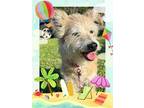 Adopt Dixie a Tan/Yellow/Fawn Jack Russell Terrier / Mixed dog in Santa Ana