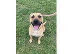 Adopt Hercules a Tan/Yellow/Fawn American Pit Bull Terrier / Mixed dog in