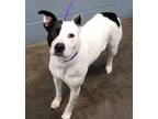 Adopt Bon Bon a White American Pit Bull Terrier / Mixed dog in Owensboro