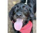 Adopt Willow a Black - with White Labrador Retriever dog in Atlanta