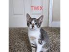 Adopt Twix a Gray or Blue Domestic Shorthair / Mixed cat in Washington