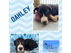 Adopt Oakley a Black American Pit Bull Terrier / Shepherd (Unknown Type) / Mixed