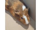 Adopt Jerry a Guinea Pig small animal in Carson City, NV (38653833)