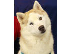 Adopt Fairbanks a Red/Golden/Orange/Chestnut Husky / Mixed dog in Victoria